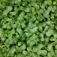 Close-up of fresh broccoli microgreens with small, rounded leaves and a rich green hue, densely packed and ready for harvest, known for their mild flavor and high sulforaphane content.