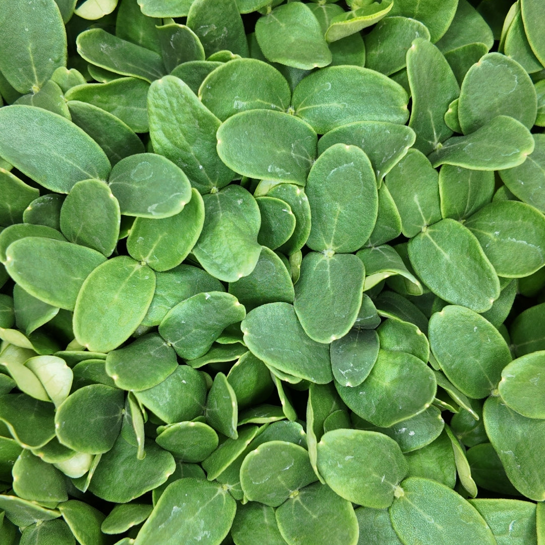 Young cantaloupe microgreens with smooth, oval-shaped leaves in a dense, vibrant green cluster, showcasing their tender texture and subtle sweetness ideal for raw dishes or smoothies.