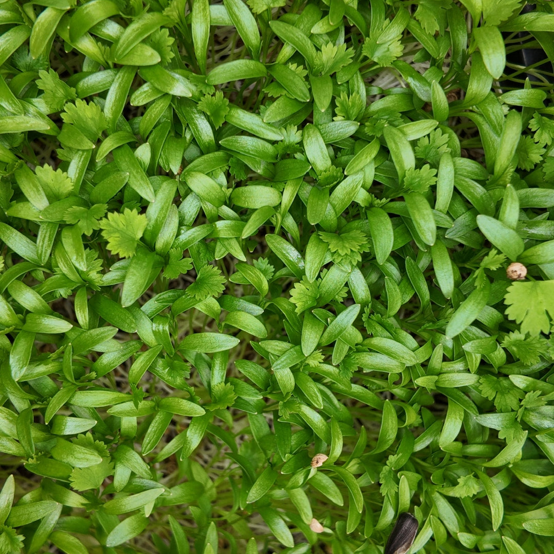 Fresh cilantro microgreens in early growth stage with delicate serrated leaves and slender shoots, showcasing vibrant green color and crisp texture ideal for flavor-packed garnishes.
