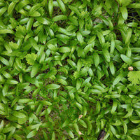 Fresh cilantro microgreens in early growth stage with delicate serrated leaves and slender shoots, showcasing vibrant green color and crisp texture ideal for flavor-packed garnishes.