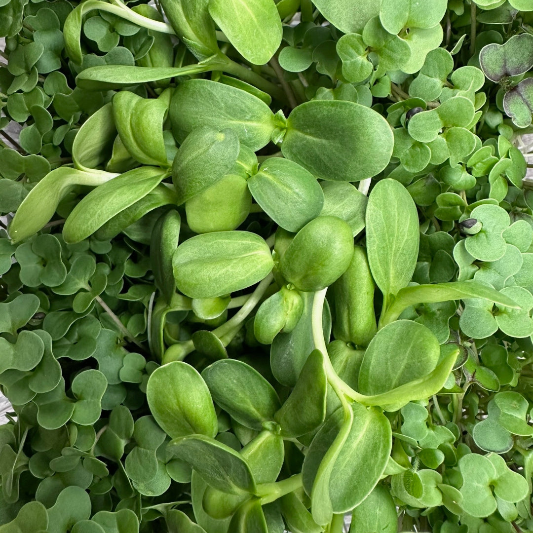 Close-up of Hormone Balance Microgreens showcasing a lush mix of sunflower, kale, and red clover leaves with soft green hues and rounded shapes, symbolizing vitality, balance, and gentle nourishment.