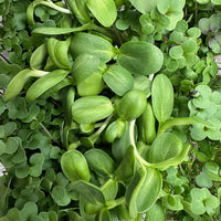 Close-up of Hormone Balance Microgreens showcasing a lush mix of sunflower, kale, and red clover leaves with soft green hues and rounded shapes, symbolizing vitality, balance, and gentle nourishment.