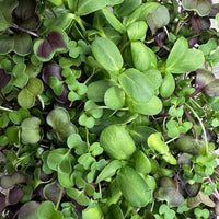 Close-up of Immunity Blend Microgreens displaying a vibrant mix of green and purple leaves, including sunflower and brassica varieties, radiating freshness, diversity, and vitality.
