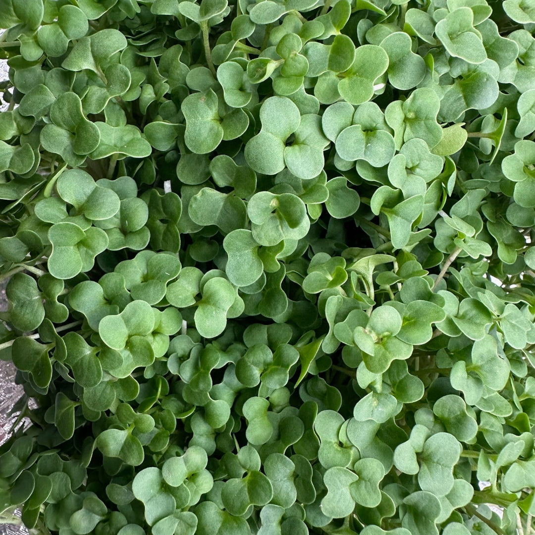 Close-up of Salad Mix Microgreens featuring a lush canopy of tender, bright green leaves, showcasing their freshness, texture, and vibrant vitality.