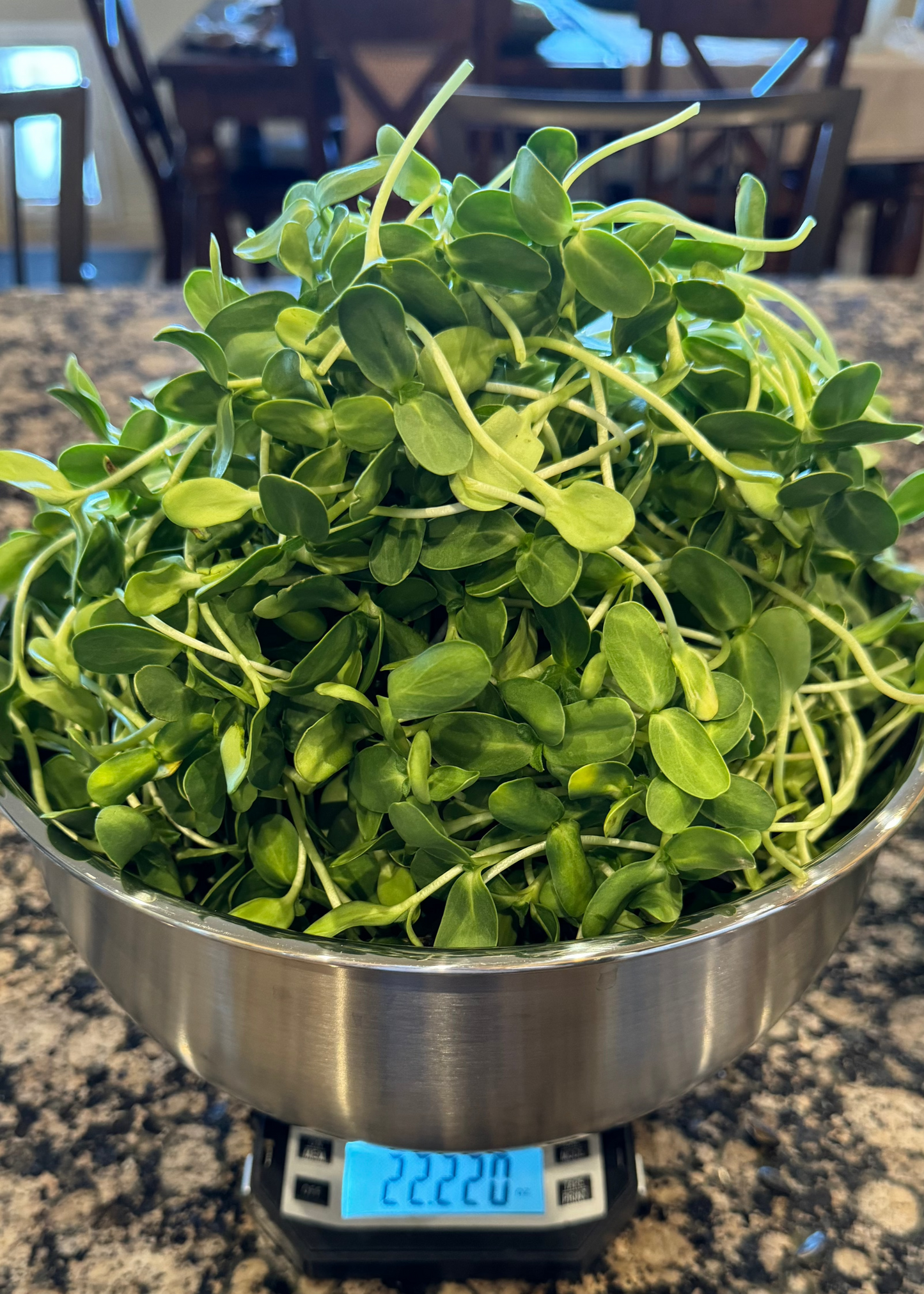 Close-up of fresh sunflower microgreens with vibrant green leaves, displayed in a natural light setting.