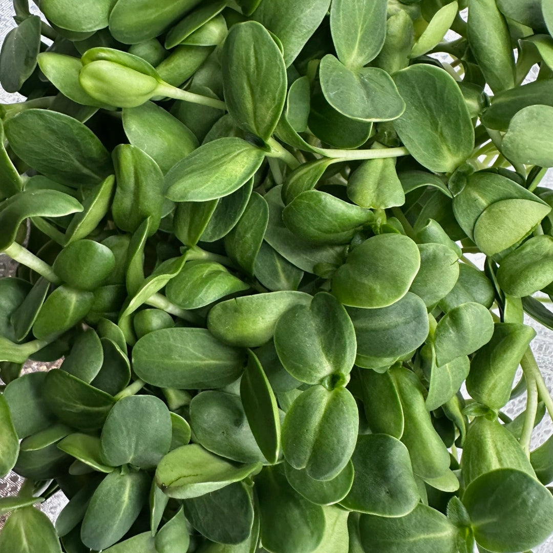 Vibrant close-up of sunflower microgreens with thick, juicy stems and smooth, oval-shaped leaves in rich green tones, representing vitality, crunch, and fresh sun-grown flavor.