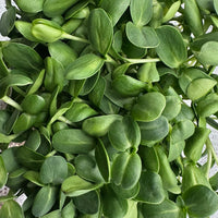 Vibrant close-up of sunflower microgreens with thick, juicy stems and smooth, oval-shaped leaves in rich green tones, representing vitality, crunch, and fresh sun-grown flavor.