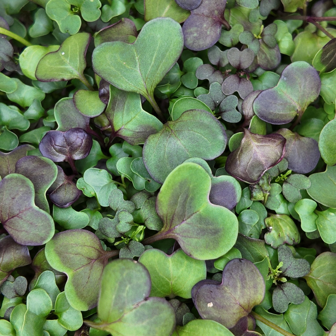Close-up of Superfood Mix Microgreens featuring a colorful blend of green and deep purple leaves, highlighting their fresh texture and nutrient-dense composition.