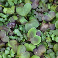 Close-up of Superfood Mix Microgreens featuring a colorful blend of green and deep purple leaves, highlighting their fresh texture and nutrient-dense composition.
