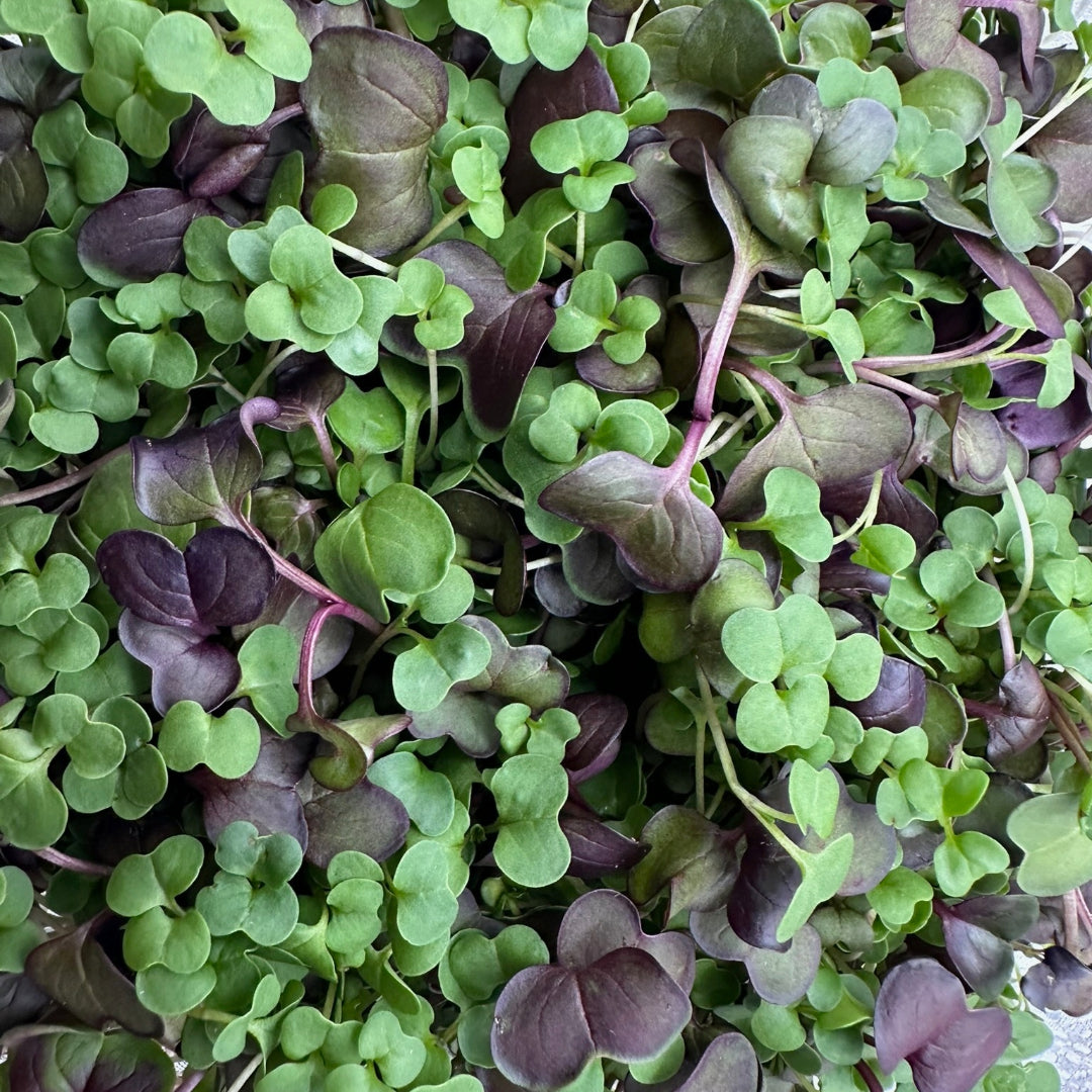Close-up of Thyroid Support Blend Microgreens featuring a vibrant mix of green and purple-hued leaves, showcasing their fresh, delicate texture and nutrient-rich density.